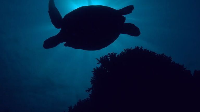 En el Día Mundial de las Playas Samsung refuerza su compromiso con la preservación de nuestros océanos